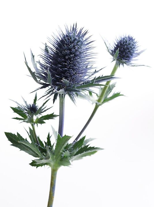 Sea Holly Prostovitissa